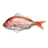 Mercan Kg