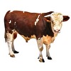 4.Gün Büyükbaş Kurbanlık 1/7 Paketi (Sakatat Dahil Yaklaşık 20-24 Kg)