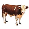 Bağış Büyükbaş Kurbanlık 1/7 Paketi (Sakatat Dahil Yaklaşık 20-24 Kg)