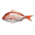 Mercan Kg