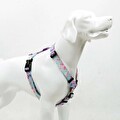 Tailpetz Bubbles H-Tipi Göğüs Tasması Xs