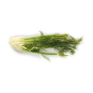 Fençel -1