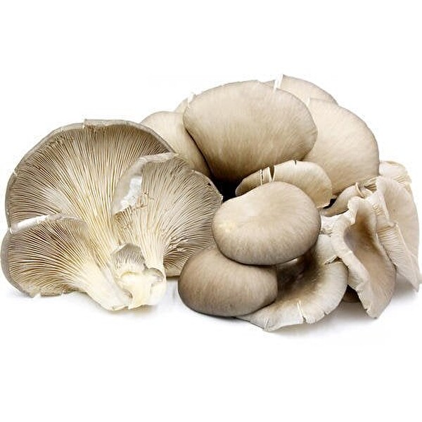 Mantar İstiridye 250 g