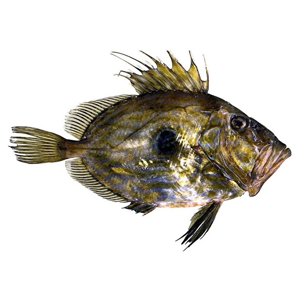 Dülger Dülger
