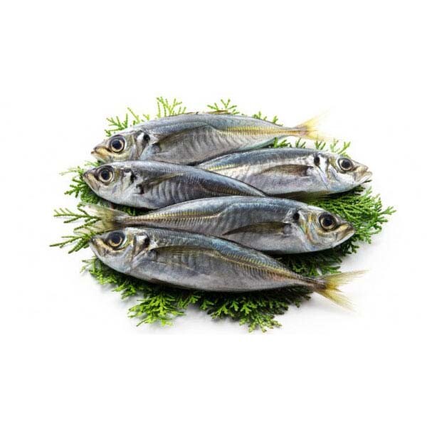 İstavrit ( Karagöz ) İstavrit ( Karagöz )