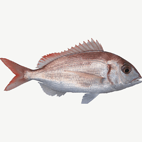 Mercan Mercan