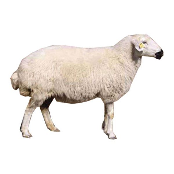 Karaman Koç Kurban Kolisi (En az 17 kg)