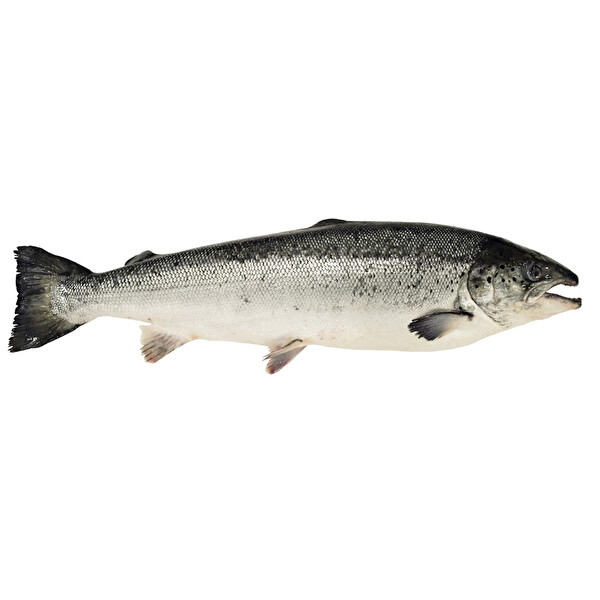 Somon Norveç (6-7 kg) Somon Norveç (6-7 kg)