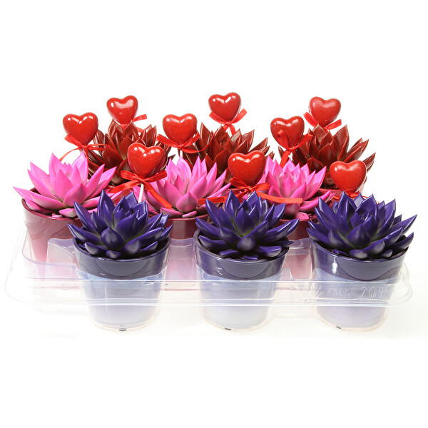 Succulent Kalp Mix 9Ø 20 cm Succulent Kalp Mix 9Ø 20 cm