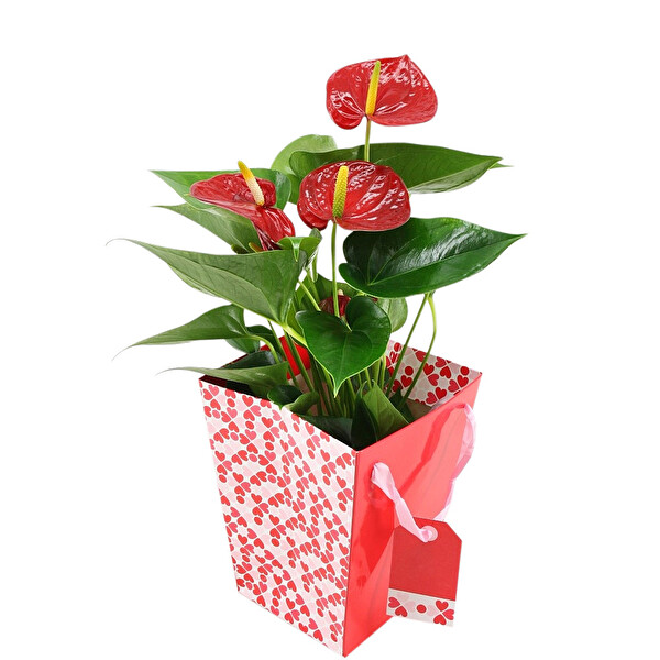 Anthurium Flamingo Çiçeği 14Ø Taşıma Çantalı Anthurium Flamingo Çiçeği 14Ø Taşıma Çantalı