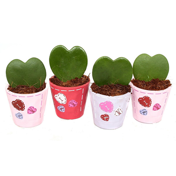Kalp Yapraklı Mum Çiçeği - Hoya Kerrii Kalp Yapraklı Mum Çiçeği - Hoya Kerrii