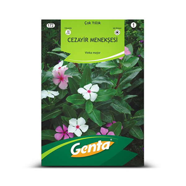 Genta Cezayir Menekşesi Genta Cezayir Menekşesi