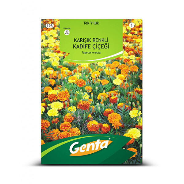 Genta Karışık Renkli Kadife Çiçeği Genta Karışık Renkli Kadife Çiçeği