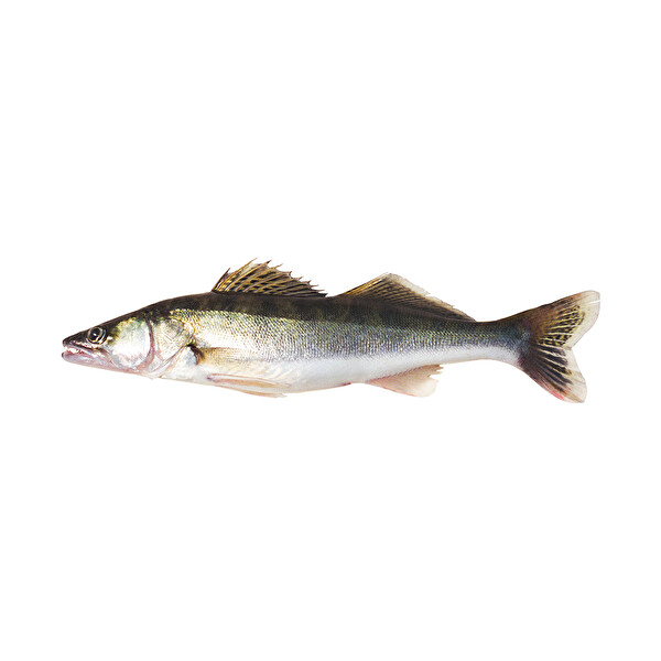 Sudak Sudak