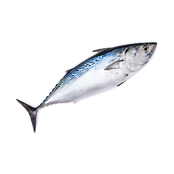Tombik kg