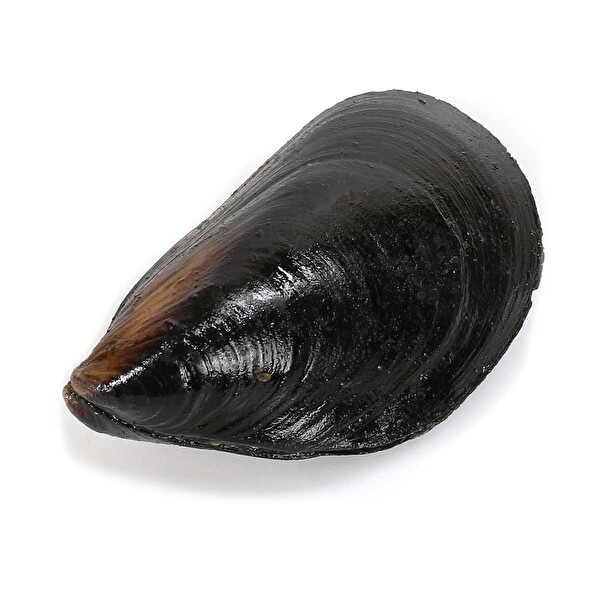 Midye Dolma Adt Midye Dolma Adt