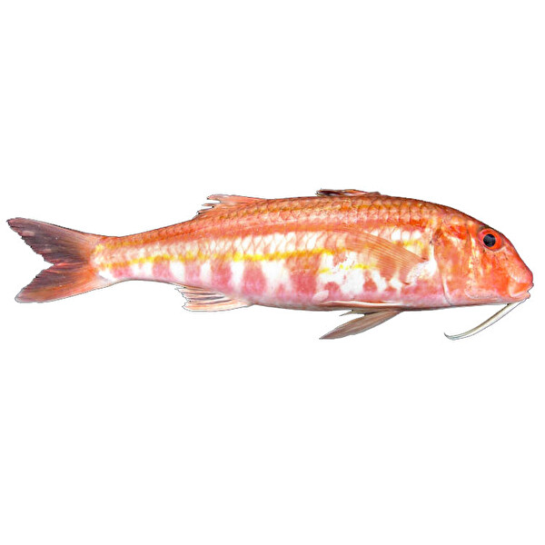 Barbun