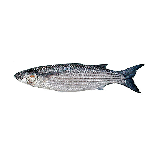 Kefal Iri 30171617 Carrefoursa