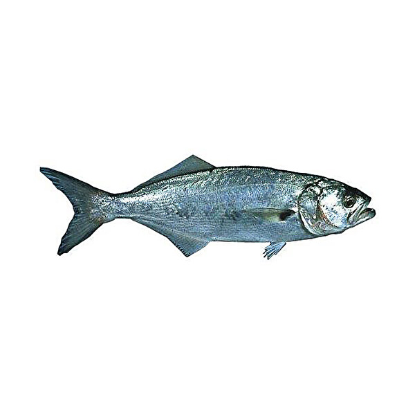 kofana iri kg 30171633 carrefoursa