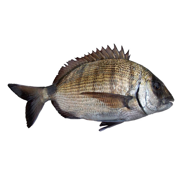 Sargoz Sargoz